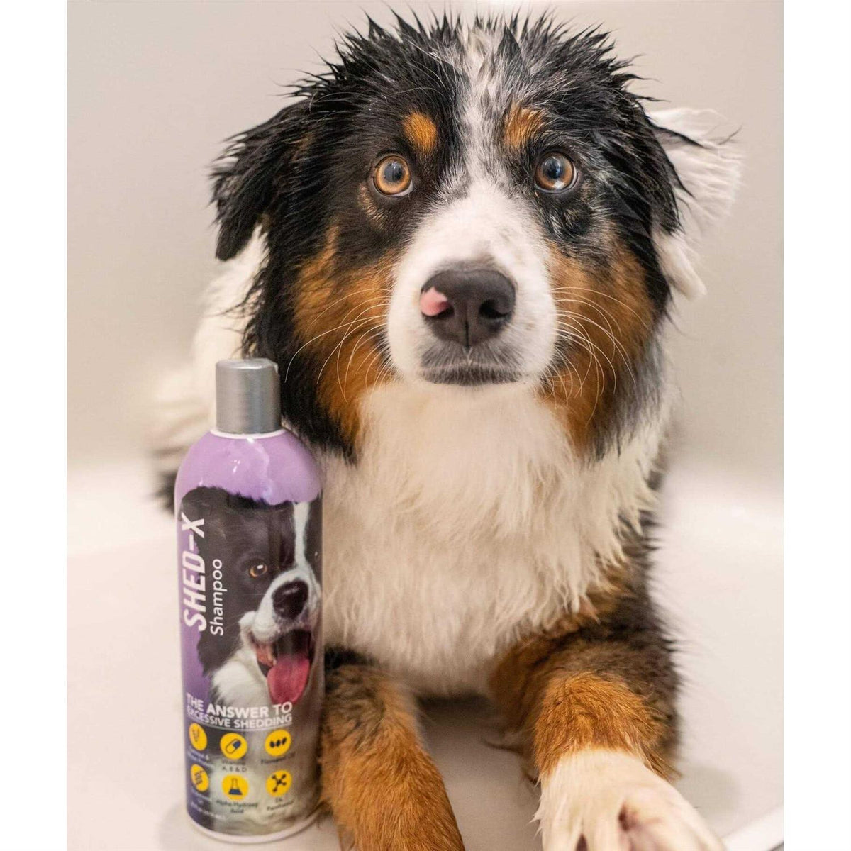 Shed Control Shampoo for Dogs C326260