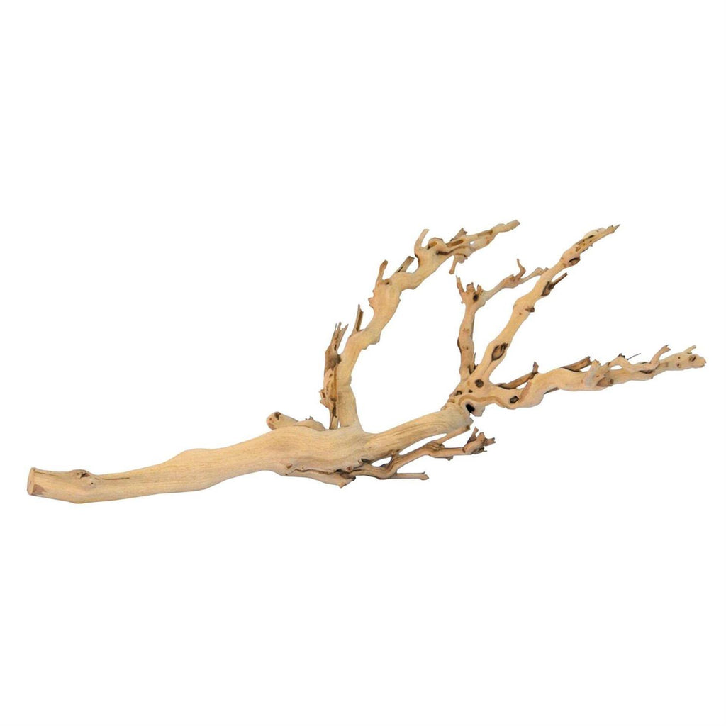 Forest Branch O810