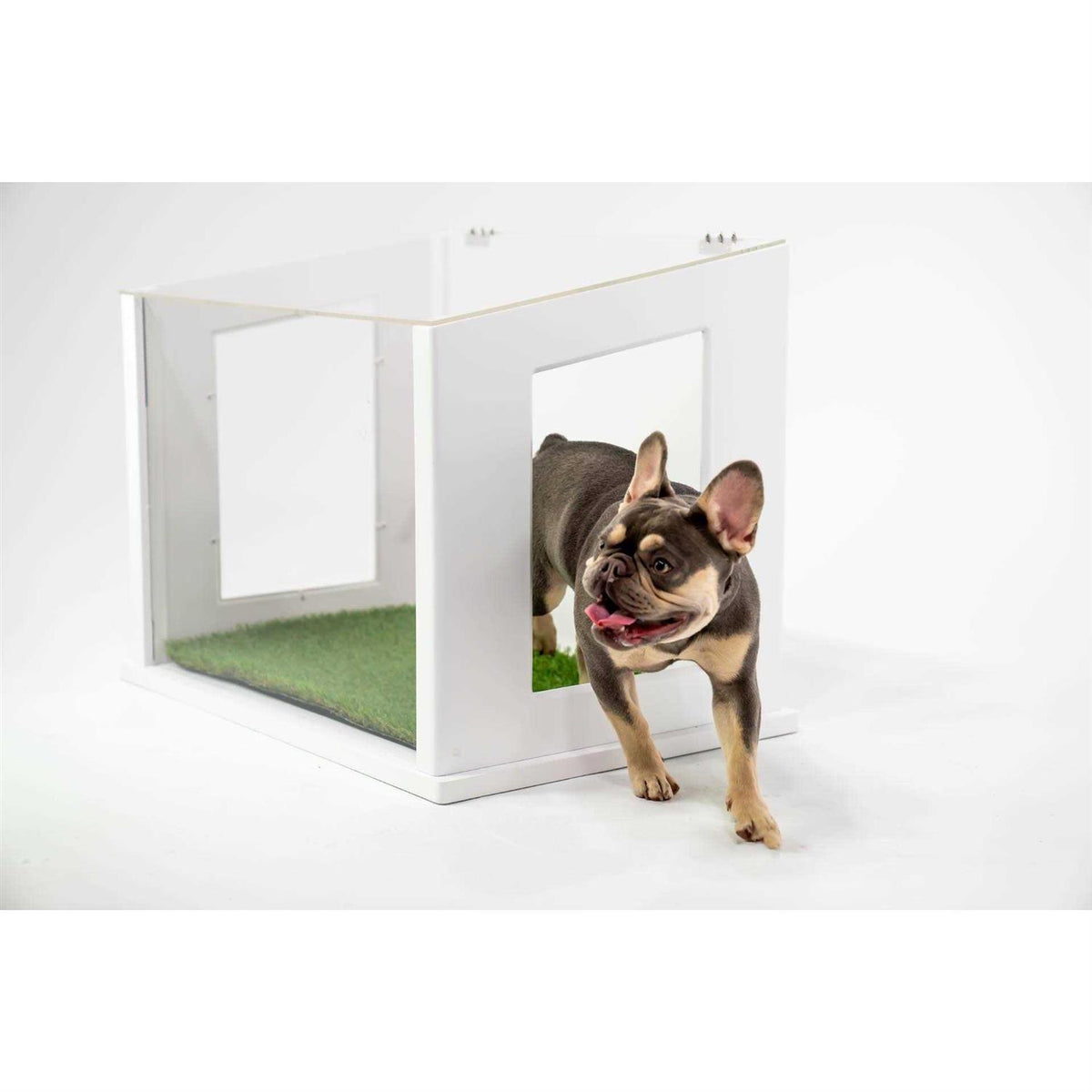 Dog or Cat Potty G97378