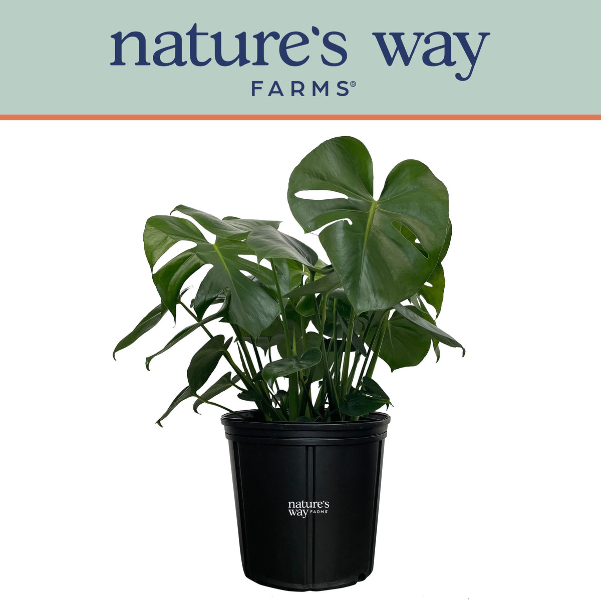 Philodendron Monstera Live Plant in growers pot Q1169