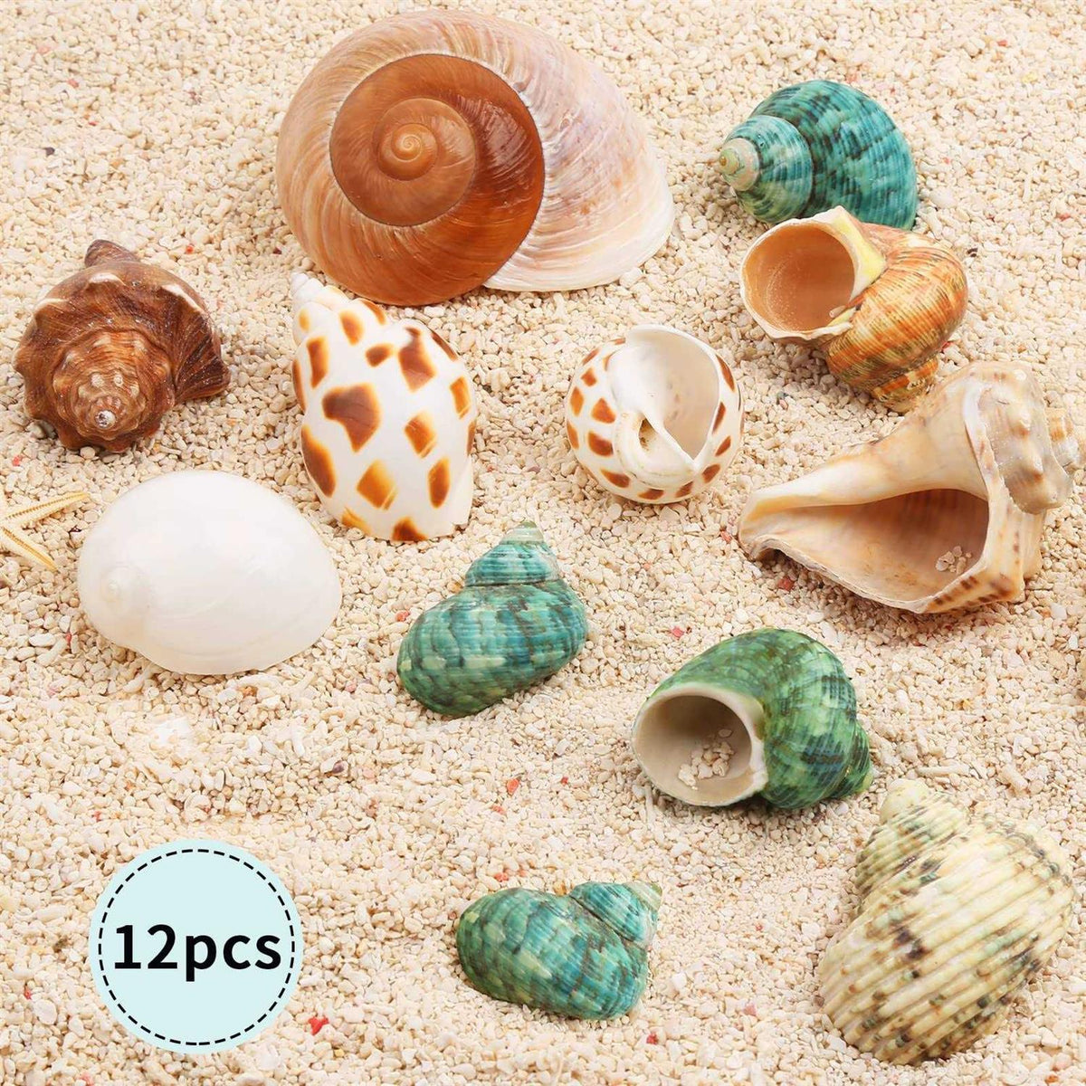 Hermit Crab Shells Medium and Large 12PCS Turbo Seashells J250