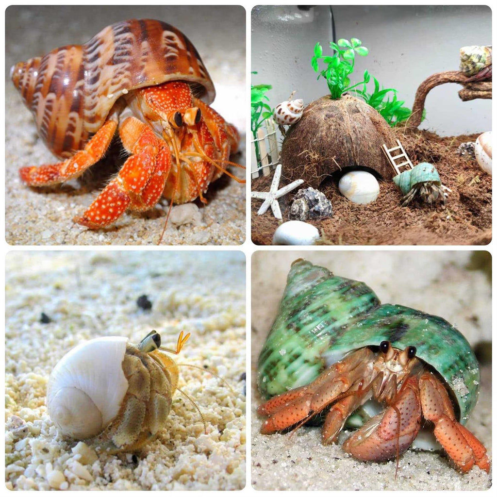 Hermit Crab Shells Medium and Large 12PCS Turbo Seashells J250