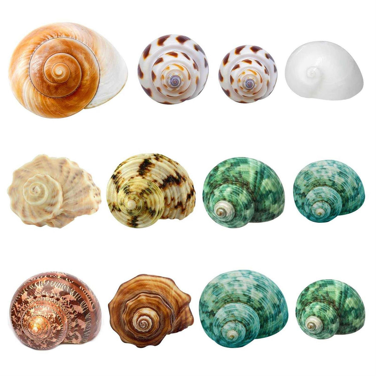 Hermit Crab Shells Medium and Large 12PCS Turbo Seashells J250