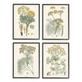 Vintage Saffron Study with Floral Herbs 4 Piece Black Framed C17681