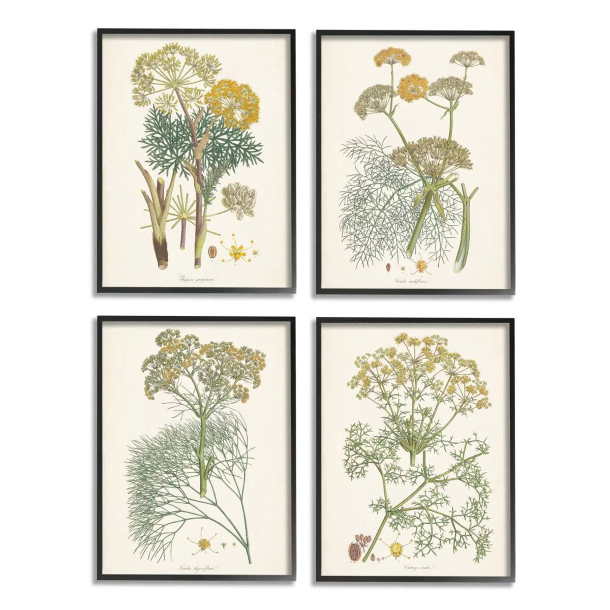 Vintage Saffron Study with Floral Herbs 4 Piece Black Framed C17681