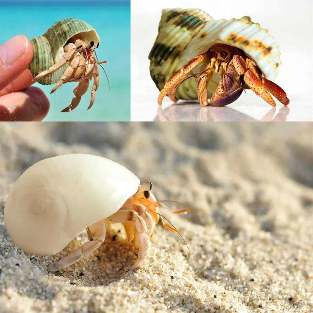 Hermit Crab Shells Medium and Large 12PCS Turbo Seashells J250