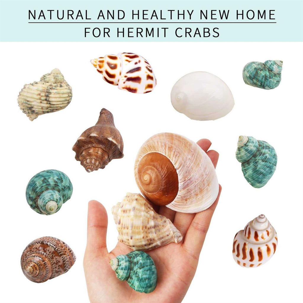 Hermit Crab Shells Medium and Large 12PCS Turbo Seashells J250