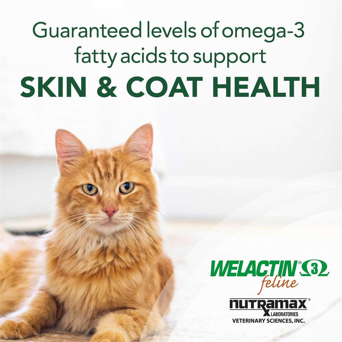 Omega-3 Fish Oil Liquid Skin Coat Supplement for Cats M834